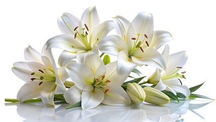 Fototapeta premium White lilies isolated on white background