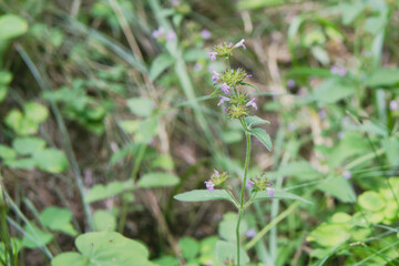 日本：山野草／ヤマクルマバナ（Clinopodium chinense var. shibetchense）／花穂が輪生して段になる／北八ヶ岳・8月