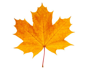 Fototapeta premium Isolated fall foliage in red, orange, and yellow hues with a maple leaf on a white background