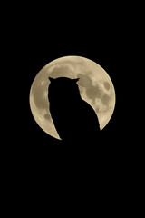 Owl Silhouette in Front of Moon