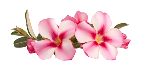 Pink and white desert rose flowers isolated on transparent background