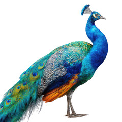 Obraz premium Colorful male peacock isolated on black background. Beautiful feathers, detail