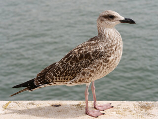 Great Black-backed Gull (Larus marinus) on a wall