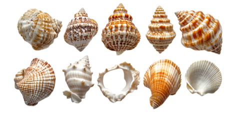 Collection of various seashells isolated on transparent background