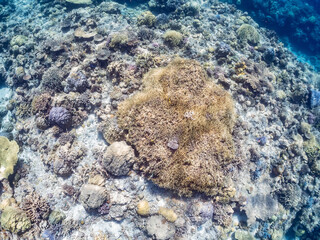 美しいサンゴ礁と熱帯魚の群れ。
沖縄県島尻郡慶良間諸島座間味島嘉比島-2025/6/27
