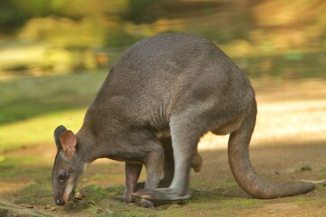 portrait of a cute dusky wallaby