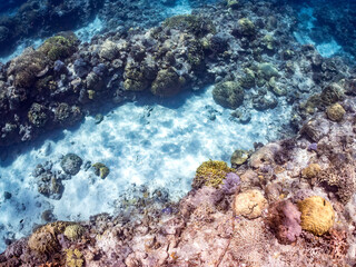 美しいサンゴ礁と熱帯魚の群れ。
沖縄県島尻郡慶良間諸島座間味島嘉比島-2025/6/27
