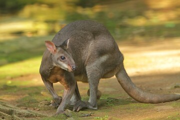 portrait of a cute dusky wallaby