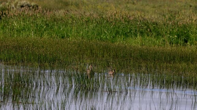 Canvasback ducks in a marshy pond in summertime