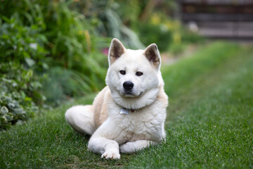 White Akita dog sits on the lawn