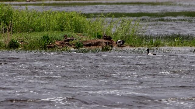 Canvasback ducks in the middle of a rushing river on a stormy day in summertime