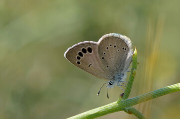 A close-up side view of a male Paphos blue butterfly (Glaucopsyche paphos), an endemic species to Cyprus, resting on a plant with its wings open, revealing a vibrant blue color and black spots.