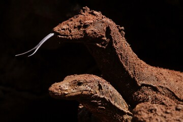 close up of a salvator lizard sticking out its tongue
