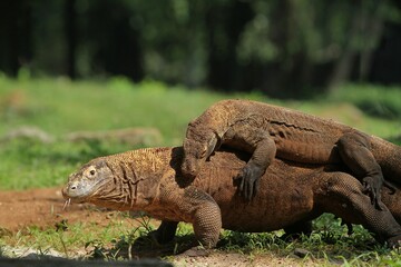 Komodo dragons are mating in the grass in the morning