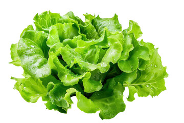 Fresh green lettuce with water droplets, healthy eating concept
