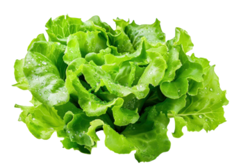 Fresh green lettuce with water droplets, healthy eating concept