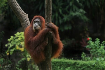a sumatran orangutan sits relaxed on a branch of wood
