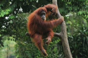 a sumatran orangutan sits relaxed on a branch of wood