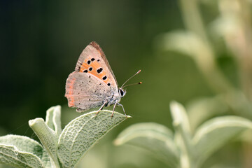 Small copper butterfly resting on green leaf. Vibrant small copper butterfly Lycaena phlaeas with its orange and brown wings featuring black spots rests on silvery green leaf gainst blurred background