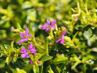 Obraz premium Delicate Purple Flowers Blooming in Lush Green Foliage.