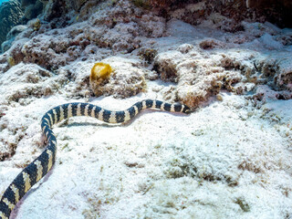 素晴らしいサンゴ礁の美しいエラブウミヘビ（コブラ科）。
英名学名：Chinese sea snake (Laticauda semifasciata) 
美しいサンゴ礁と熱帯魚の群れ。
沖縄県島尻郡慶良間諸島座間味島嘉比島-2025/6/27
