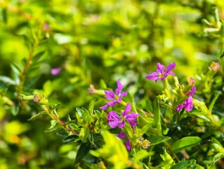 Delicate Purple Flowers Blooming in Lush Green Foliage.
