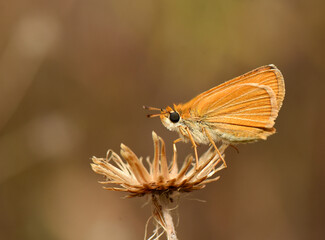Small skipper butterfly resting on a dry flower. A small skipper butterfly (Thymelicus sylvestris) with vibrant orange wings is perched on the dry, textured head of wilted flower in a natural outdoor.