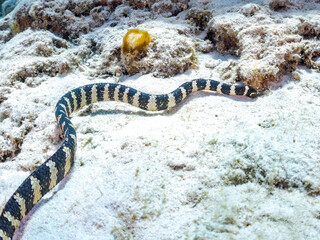 素晴らしいサンゴ礁の美しいエラブウミヘビ（コブラ科）。
英名学名：Chinese sea snake (Laticauda semifasciata) 
美しいサンゴ礁と熱帯魚の群れ。
沖縄県島尻郡慶良間諸島座間味島嘉比島-2025/6/27
