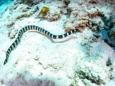 素晴らしいサンゴ礁の美しいエラブウミヘビ（コブラ科）。
英名学名：Chinese sea snake (Laticauda semifasciata) 
美しいサンゴ礁と熱帯魚の群れ。
沖縄県島尻郡慶良間諸島座間味島嘉比島-2025/6/27
