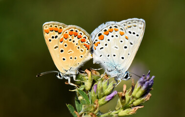 Pair of Common Blue Butterflies on a Flower. Pair of Common Blue butterflies (Polyommatus icarus) rest on a purple flower. Image shows their striking wing patterns, with shades of blue and orange