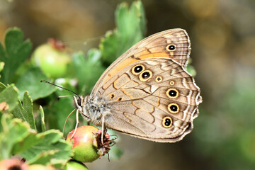 A close-up of a Speckled Wood butterfly, Pararge&nbsp;aegeria, perched on a plant with green berries, showing the detailed eye-spots on its wings.