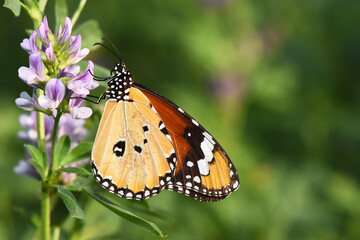 A close-up of a Plain Tiger butterfly with its orange, black, and white wings perched on a delicate purple flower in a field.