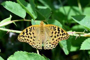 An Argynnis pandora butterfly with open wings is resting on a leafy branch. The macro top-down view highlights its beautiful orange and black spotted pattern.