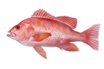 Red snapper fish, detailed illustration of marine wildlife, ocean creature