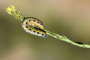  Large White Caterpillar. A large white caterpillar with black and yellow markings hangs from a plant stem. The macro photo highlights its fuzzy body and details against a soft, blurred background.