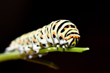 Swallowtail Caterpillar. A vibrant swallowtail caterpillar with black, white, and orange markings on a green stem. The macro shot is taken against a dark, dramatic background.