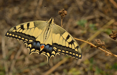 Swallowtail Butterfly on Plant. A macro photograph of a beautiful swallowtail butterfly with its wings spread, resting on a dry plant stem against a blurred, earthy-toned background.