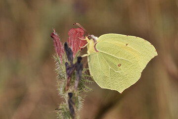 Cleopatra Butterfly on a Flower. A macro close-up of a vibrant yellow Cleopatra butterfly, a species of brimstone, resting on a pink and green flower with a soft, blurred background.
