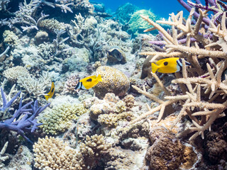 素晴らしいサンゴ礁の美しいヒフキアイゴ（アイゴ科）のペア。
英名学名：Blotched foxface (Siganus unimaculatus)
美しいサンゴ礁と熱帯魚の群れ。
沖縄県島尻郡慶良間諸島座間味島嘉比島-2025/6/27
