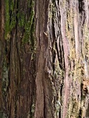 Close-up of Textured Tree Bark with Moss and Lichen.