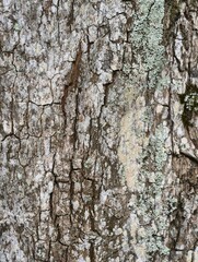 Obraz premium Detailed Close-up Texture of Rough Tree Bark.