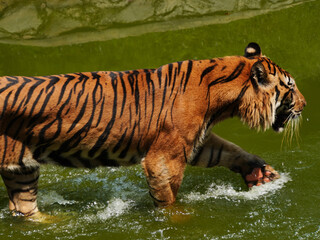 Wild Sumatran tiger or harimau Sumatra with soft fur and long tail captured in motion, representing...