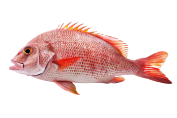 Vibrant red snapper, swimming, marine life