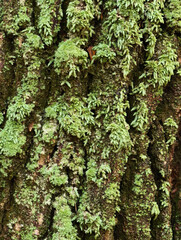 Close-up of Lush Green Moss Growing on Tree Bark.
