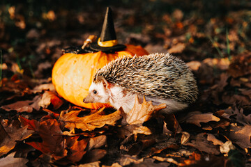 Hedgehog with Pumpkin and Autumn Leaves Halloween hedgehog.Hedgehog with Halloween Decorations Outdoors. 