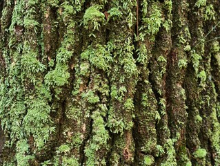 Close-up of Mossy Tree Bark Texture.