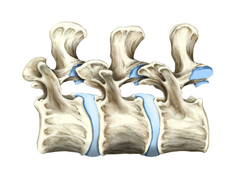 lower spine bones, illustration