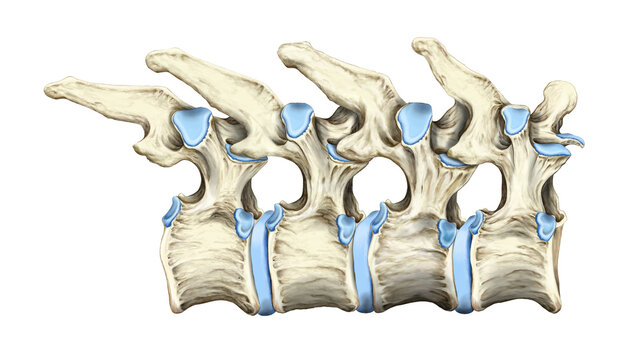 Mid-back spine bones, illustration