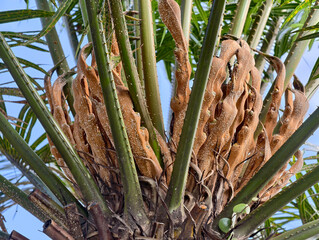 Close-up of a Sago Palms Developing Flower Bud.