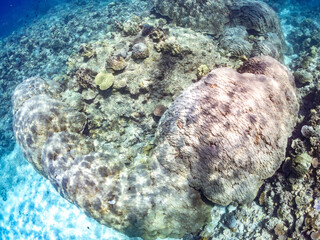 慶良間諸島でも最大級のハマサンゴの群生。
学名：Porites Lutea
美しいサンゴ礁と熱帯魚の群れ。
沖縄県島尻郡慶良間諸島座間味島嘉比島-2025/6/27
